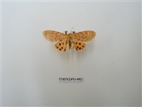 藏品(胡麻斑紅燈蛾)的圖片